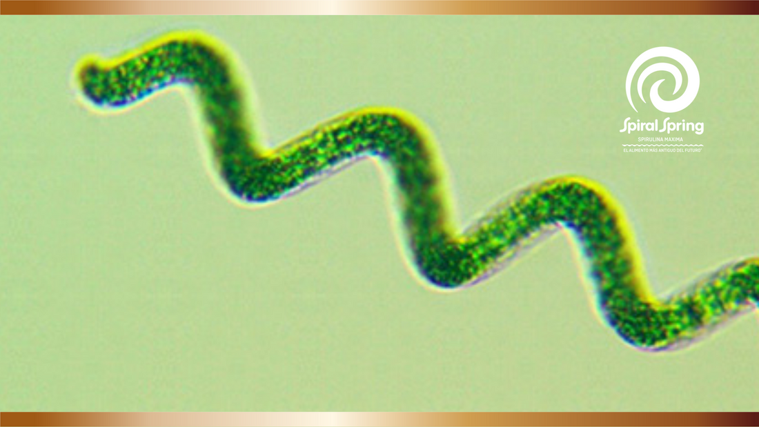 ¿Qué es la Espirulina?